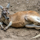 Illustration for article titled Report: Kangaroo At Petting Zoo Can’t Be Good
